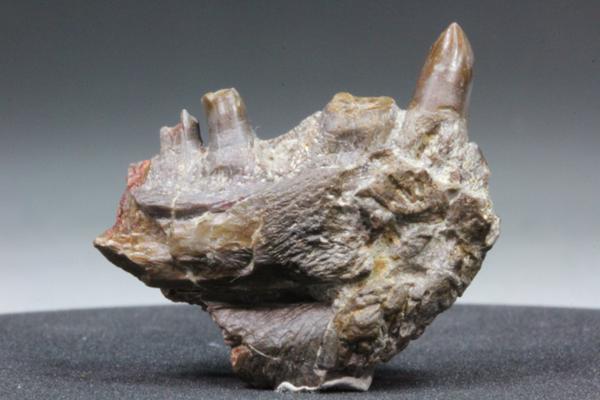 MF 化石 ペルム紀! デスマトドンのジョー＆トゥース!!