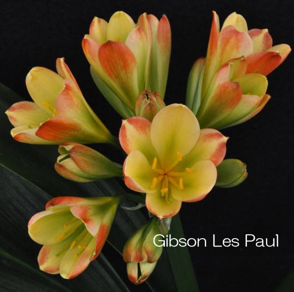クンシラン 君子蘭 レア Gibson Les Paul交配 : SPY-862