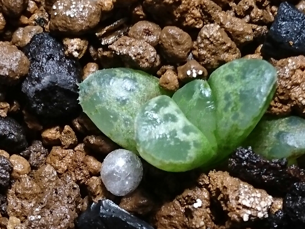 ハオルチア 蛙玉 花、園芸 観葉植物 【公式通販】