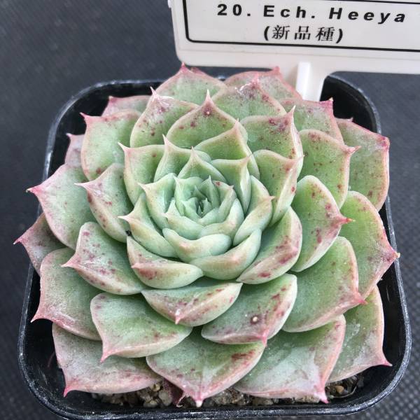 D20 多肉 エケベリア Echeveria Heeya 新品種