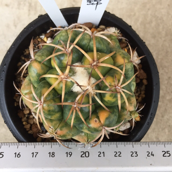 サボテン/多肉植物/象牙丸錦/①/カキ仔苗