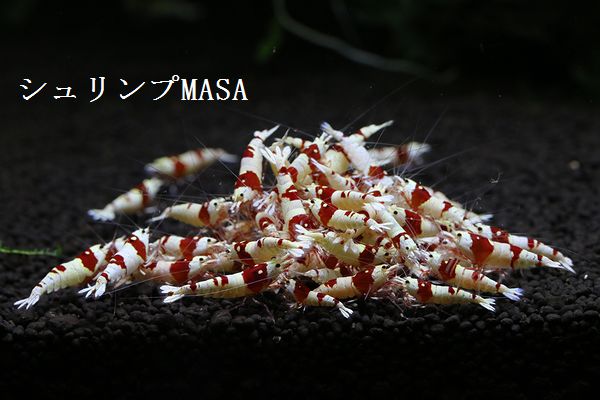 引き取り限定 熱帯魚 【公式通販】