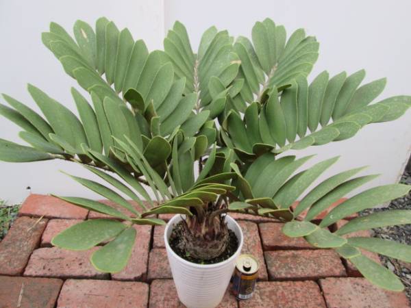 メキシコソテツ Zamia フルフラセア H66cm 大玉サイズ 観葉
