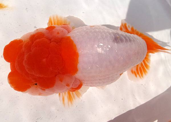 ☆ らんちゅう 上物個体 14.5cm 雄 ☆S3 【公式通販】