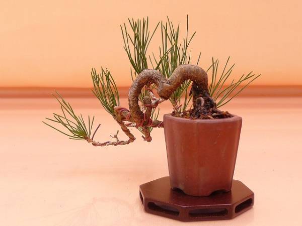 苔聖園』 ミニ赤松 8