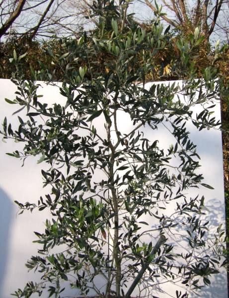 ☆小豆島で育んだ　オリーブ　ジャンボカラマタ 　2.2ｍ