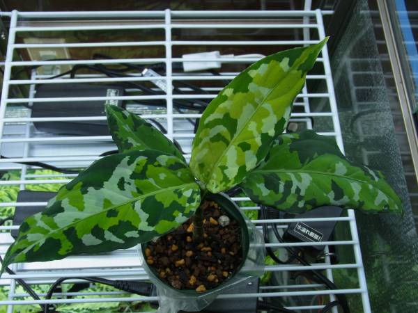 アグラオネマ　ピクタム　園芸トリカラー　そら植物園由来