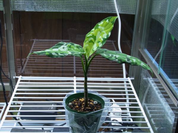 アグラオネマ　ピクタム　園芸トリカラー　そら植物園由来