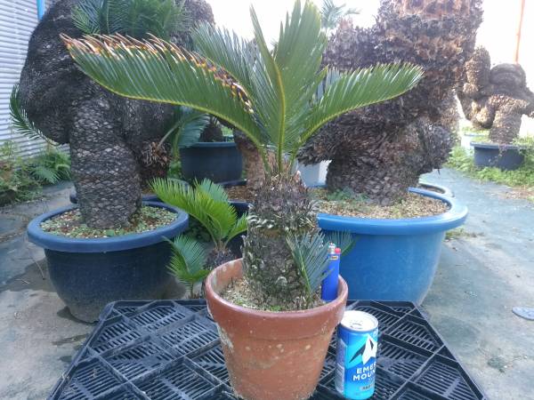 観葉植物 黄金葉ソテツ 奄美大島産蘇鉄 7号鉢