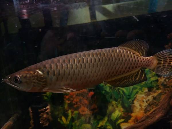 ノーザンバラムンディ　24センチ　