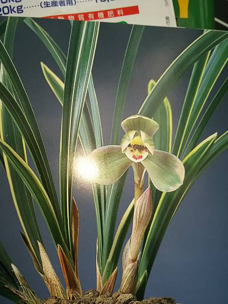 ◆中国春蘭 光宮◆寒蘭・山野草・富貴蘭・セッコク・蘭鉢・植木鉢