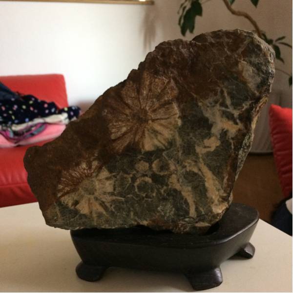 岐阜県根尾谷産 岐阜根尾産 菊花石 高額品 台座付き 菊花石