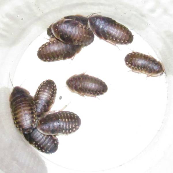 デュビア 大きめ幼虫2～3cm 100匹 即決￥1000 追加OK_1