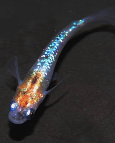 昨年産 三色ラメ幹之メダカ 稚魚5匹 1匹 特選種親 めだか 売買されたオークション情報 Yahooの商品情報をアーカイブ公開 オークファン Aucfan Com 昨年産 三色ラメ幹之メダカ 稚魚5匹 1匹 特選種親 めだか 売買されたオークション情報 Yahooの商品情報をアーカイブ公開 オークファン Aucfan Com