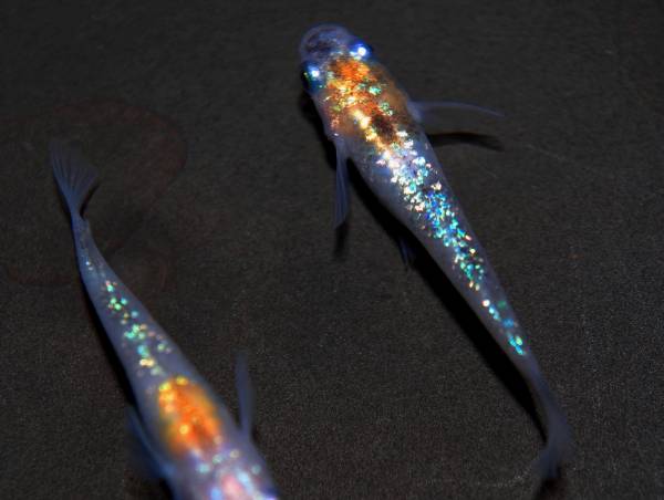 昨年産 三色ラメ幹之メダカ 稚魚5匹 1匹 特選種親 めだか 売買されたオークション情報 Yahooの商品情報をアーカイブ公開 オークファン Aucfan Com 昨年産 三色ラメ幹之メダカ 稚魚5匹 1匹 特選種親 めだか 売買されたオークション情報 Yahooの商品情報をアーカイブ公開 オークファン Aucfan Com