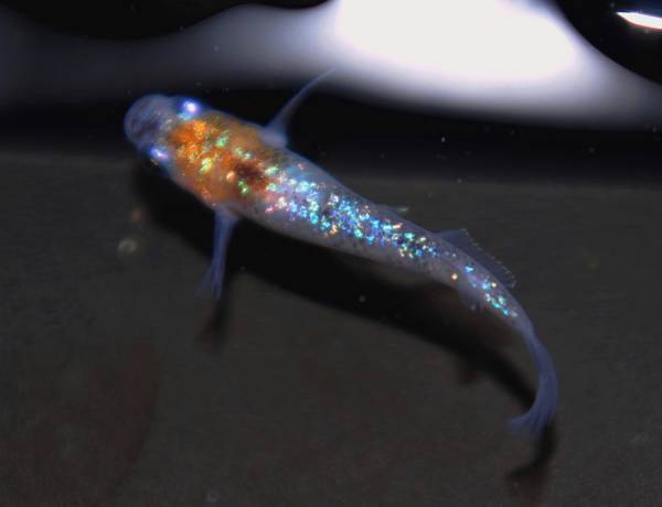 昨年産 三色ラメ幹之メダカ 稚魚5匹 1匹 特選種親 めだか 売買されたオークション情報 Yahooの商品情報をアーカイブ公開 オークファン Aucfan Com 昨年産 三色ラメ幹之メダカ 稚魚5匹 1匹 特選種親 めだか 売買されたオークション情報 Yahooの商品情報をアーカイブ公開 オークファン Aucfan Com