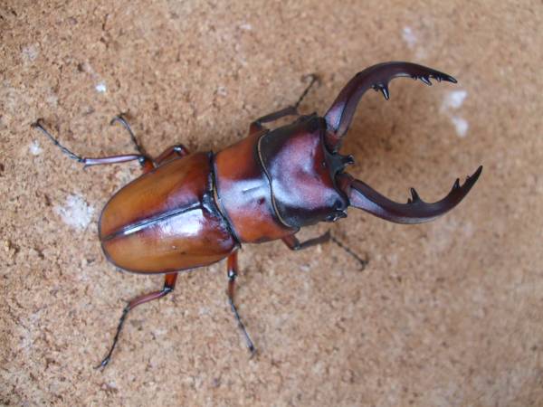 ☆トカラノコギリ ♂１頭♀２頭(♂67ミリ♀フリー)☆No.4