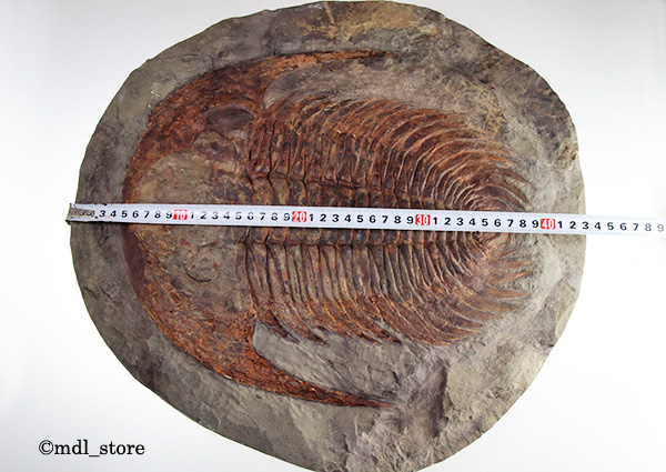 ●●●化石 三葉虫●●●博物館級!! Acadoparadoxides briareus 巨大標本!!●3