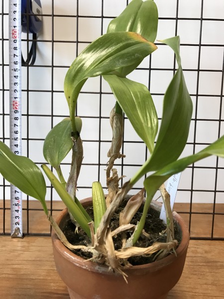 Bulbophyllum binnendijkii