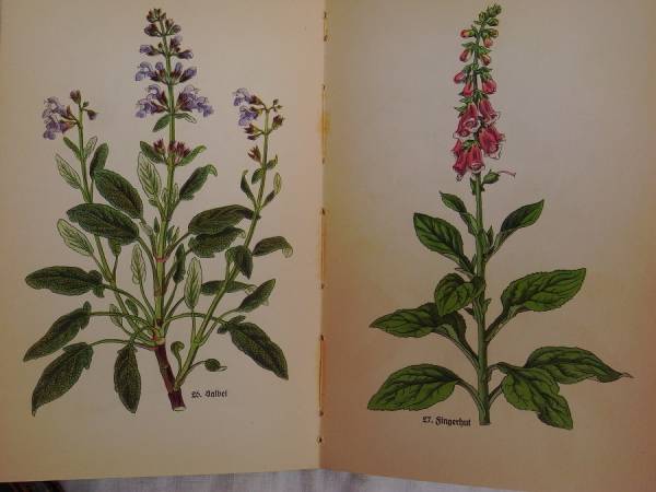 ドイツヴィンテージ植物花図鑑 薬草ハーブ古書洋書インゼル社 Insel 洋書 売買されたオークション情報 Yahooの商品情報をアーカイブ公開 オークファン Aucfan Com