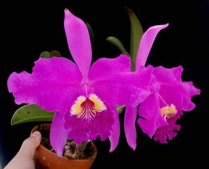 C. lueddemanniana lueddemannianaのYahoo!オークション(旧ヤフオク