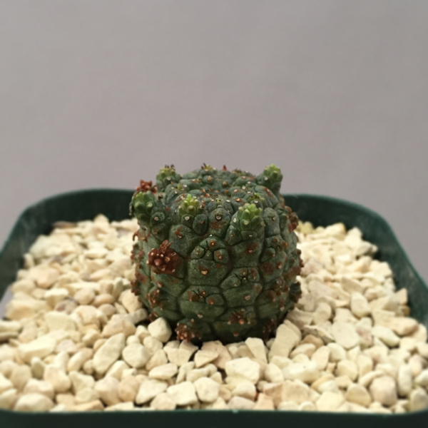 ユーフォルビア スプレッサ Euphorbia suppressa