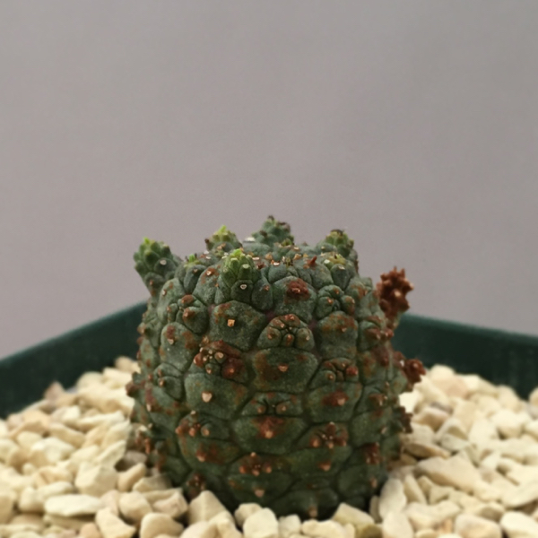 買い新作 ユーフォルビア スプレッサ Euphorbia suppressa 【公式通販】