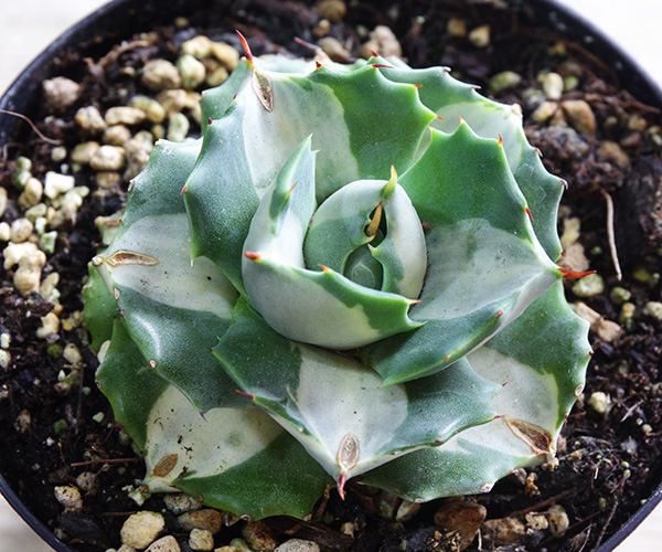 【アガベ】 王妃雷神錦(白中斑) 3.5号 [稀少！] agave potatorum variegata ポタトラム　バリエガータ