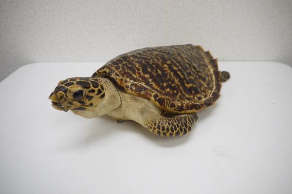 亀の剥製 海亀 ウミガメ べっ甲 タイマイ インテリア オブジェ 全長約45ｃｍ 美術品 売買されたオークション情報 Yahooの商品情報をアーカイブ公開 オークファン Aucfan Com