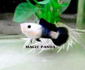 17年08月 グッピーのヤフオク の相場 価格を見る ヤフオク のグッピーのオークション売買情報は562件が掲載されています