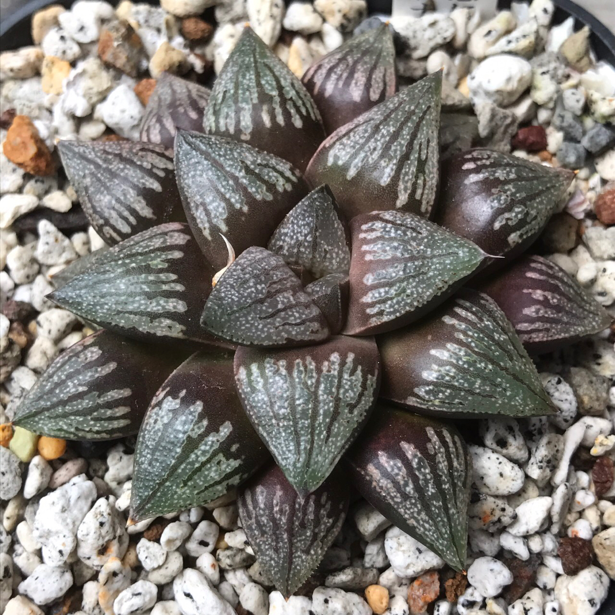 【多肉植物】ハオルチア ＇黒縞デケナヒー＇