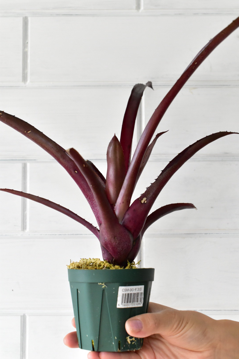 Hohenbergia leopoldo-horstii x lemei red clone ホヘンベルギア