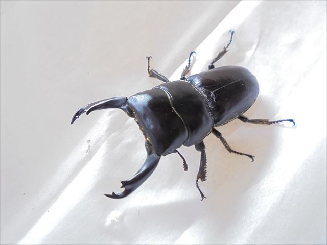 ☆ D ・ ケルブルス ？ 【初２令 １０頭 】