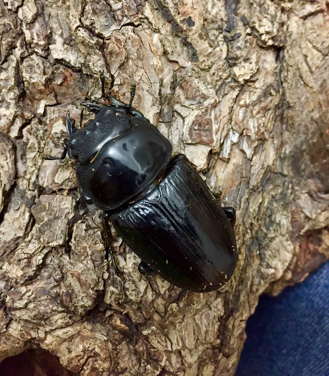 【吉井血統】ディンプル♀47mm 産卵済み 【顎幅6.7mm】