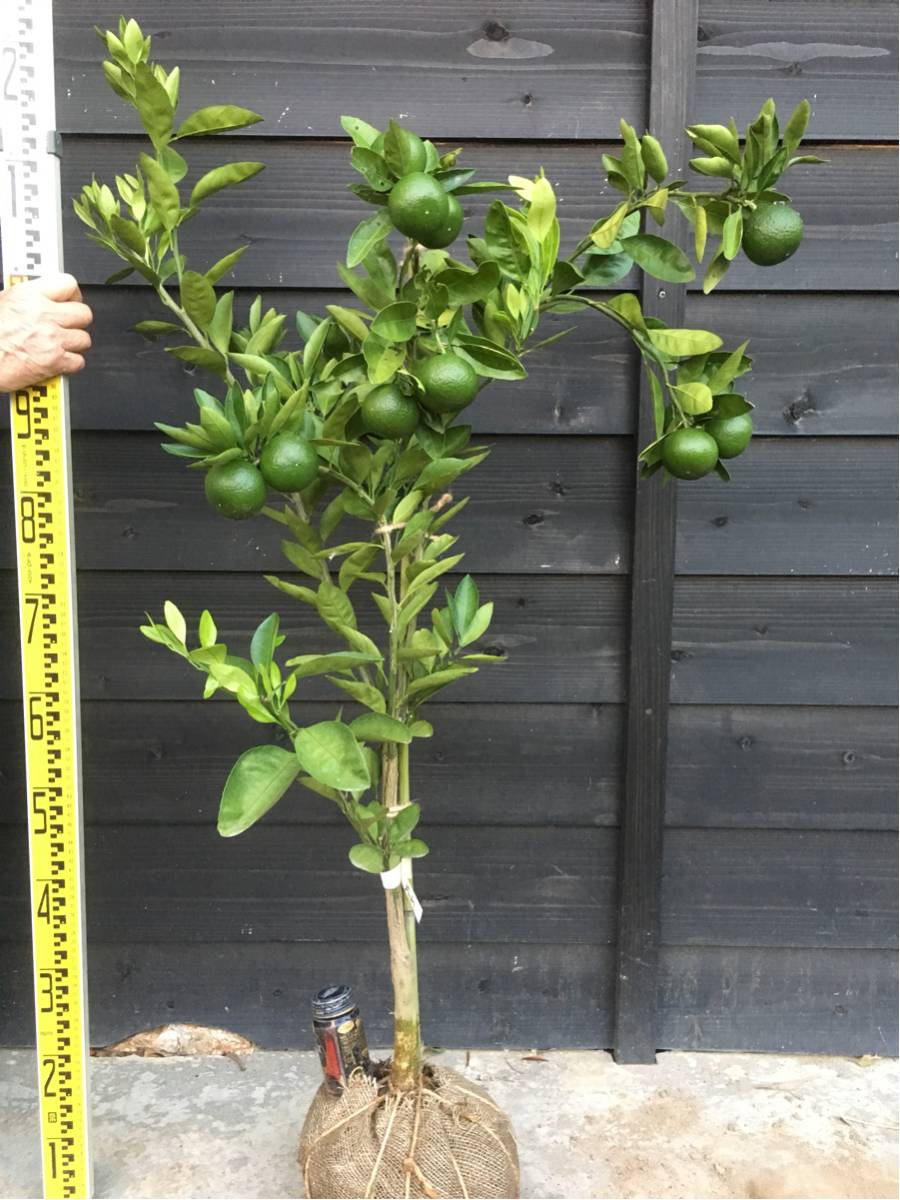 柑橘 果樹苗 実付き 片山 みかんの木 大苗！！