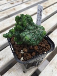 17年09月 多肉植物 綴化のヤフオク の相場 価格を見る ヤフオク の多肉植物 綴化のオークション売買情報は49件が掲載されています