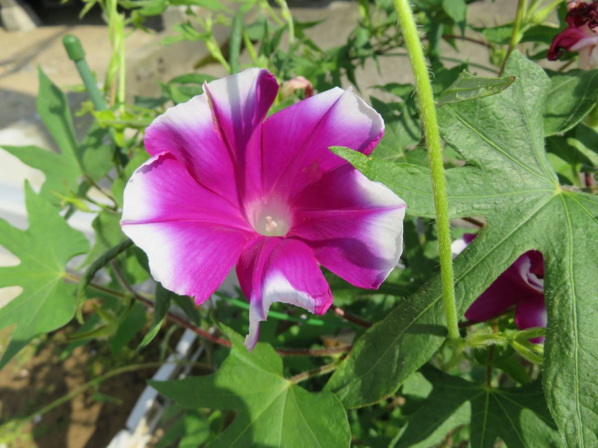 変化朝顔 青蜻蛉笹葉紅覆輪切咲 ８粒 アサガオ 売買されたオークション情報 Yahooの商品情報をアーカイブ公開 オークファン Aucfan Com