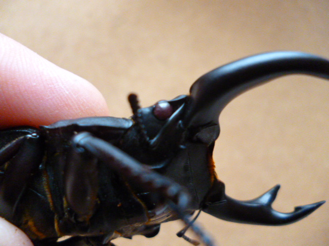 優良血統 新成虫♂10匹