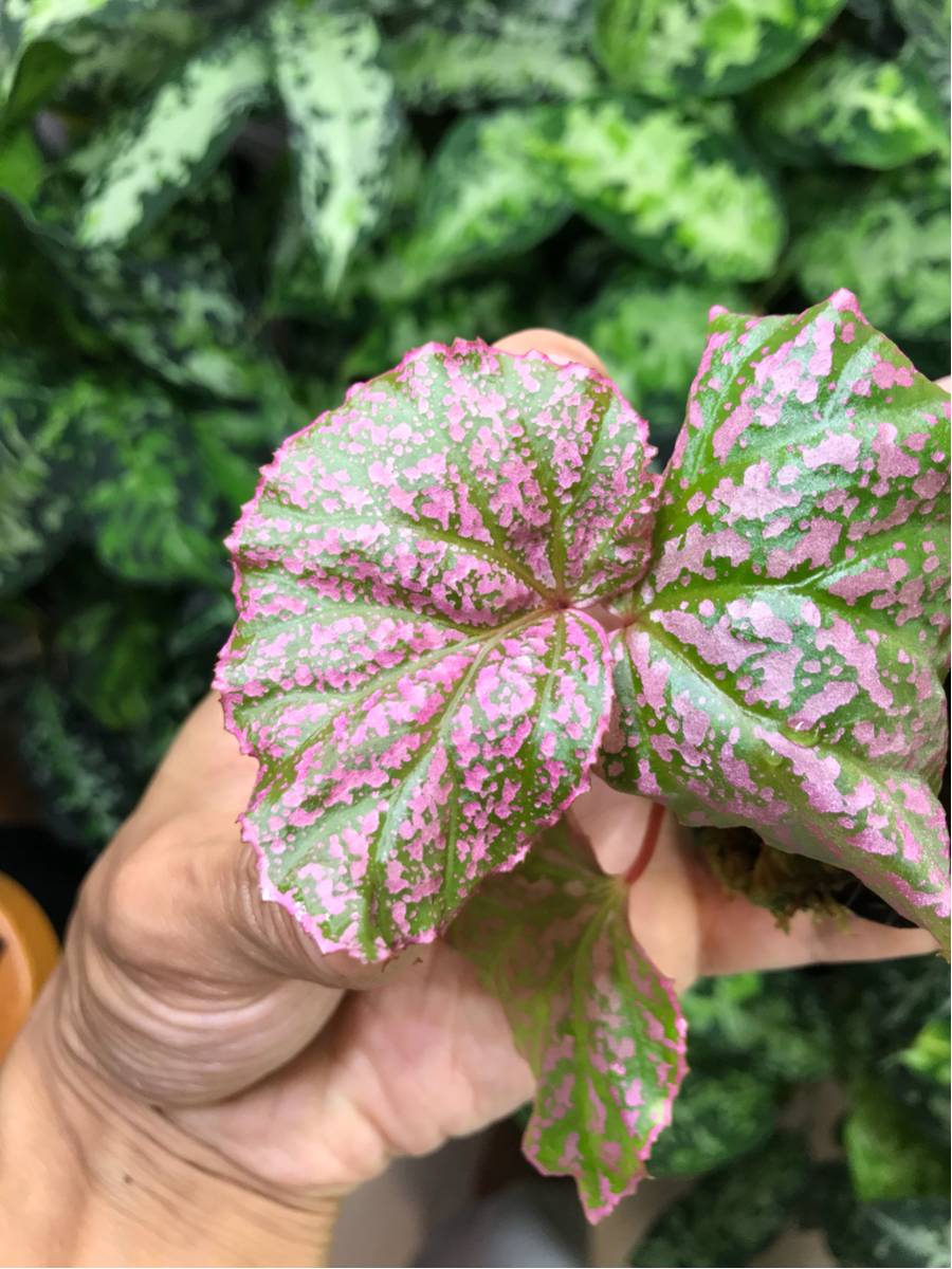ベゴニア カユラピス ぼっち株 Begonia sp. Kayu lapisKal-barat TB便