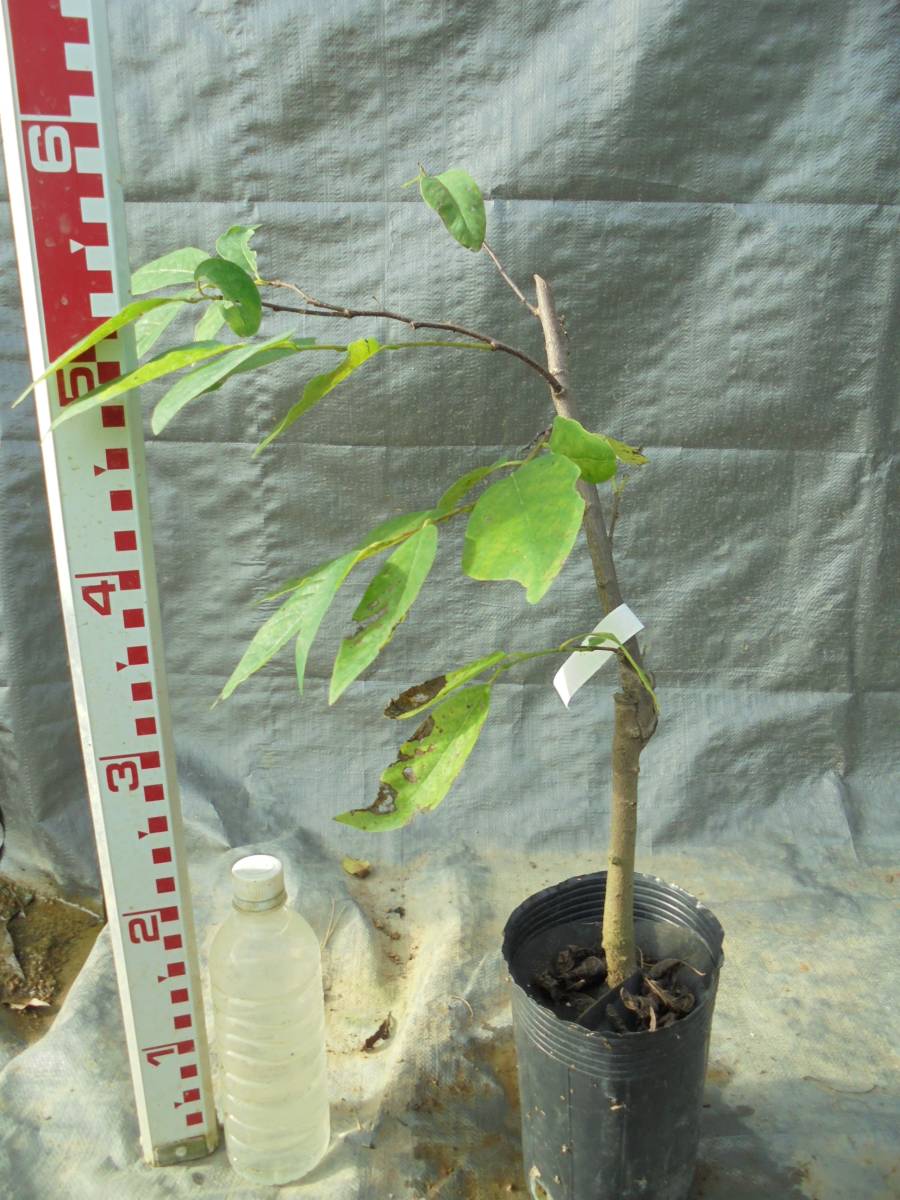 アテモヤ苗木☆森のアイスクリーム　lotus perfume種接木