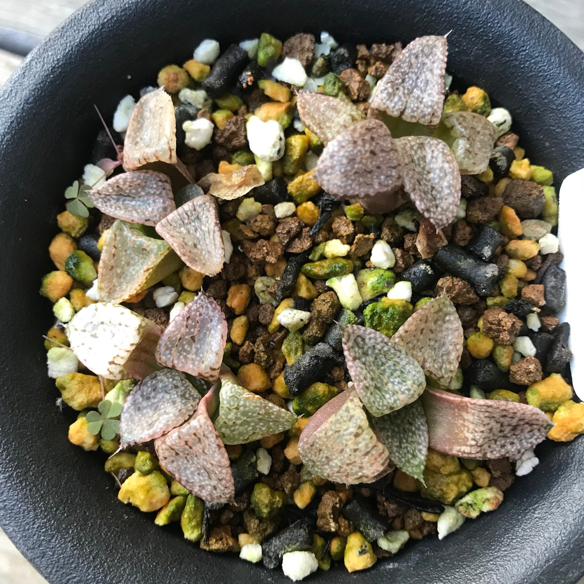 【多肉植物】ハオルチア ' ピクタ実生 4苗 '_1