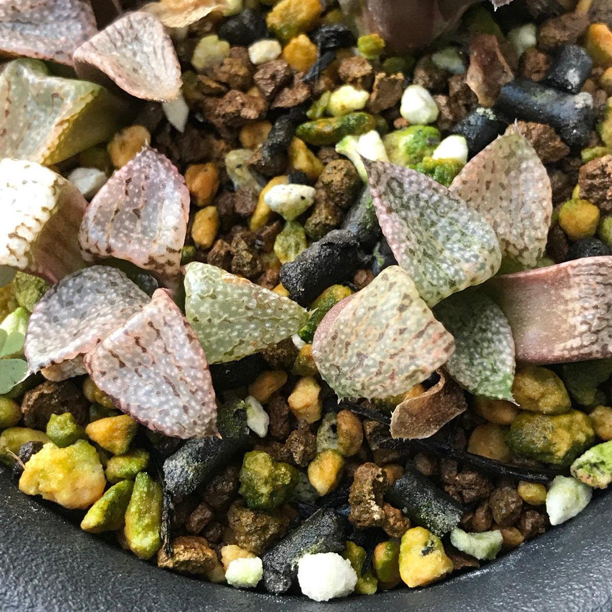 【多肉植物】ハオルチア ' ピクタ実生 4苗 '_2