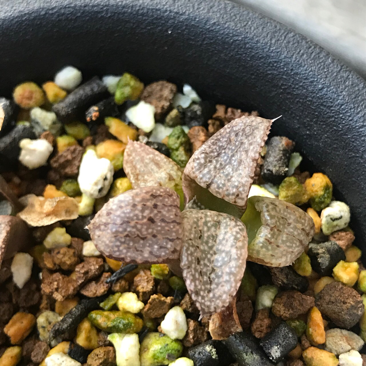 【多肉植物】ハオルチア ' ピクタ実生 4苗 '_3