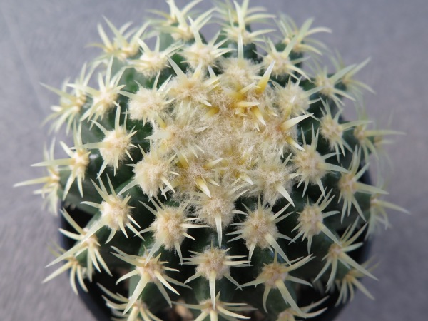 サボテン 珍しい金鯱 鷲刺金鯱 鷲爪金鯱 短刺 プラチナ エキノ