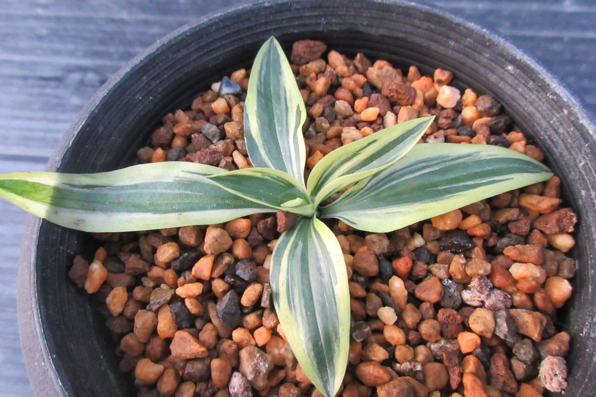 山野草　　ネジバナ　（斑入り・福王）　