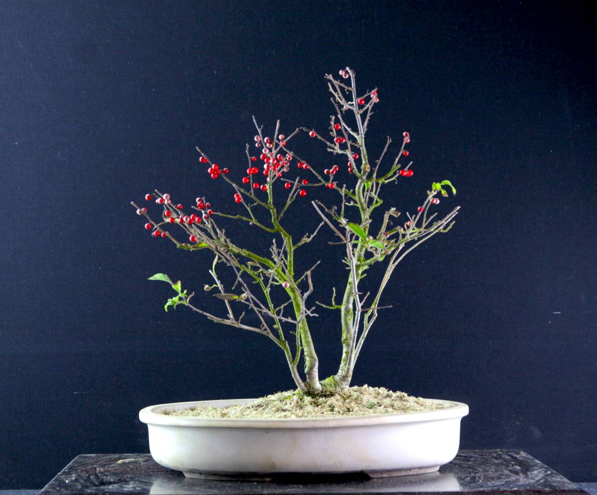 里山の景　ウメモドキ　株立ち　樹高３３cm程度