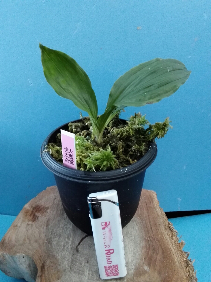 ◎ えびね 大聖堂×也太奇（エビネ・春蘭・交配苗）