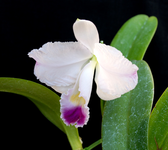 洋蘭原種　C. trianae　ラスト