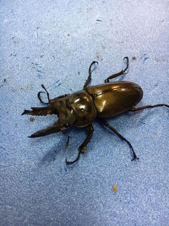 ババオウゴンオニクワガタ幼虫３頭セット