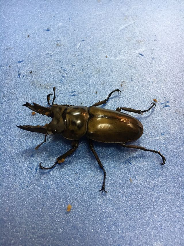 ババオウゴンオニクワガタ幼虫３頭セット